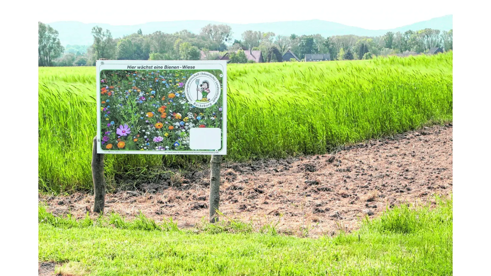 Blühende Wiesen zur Freude von Insekten und Spaziergängern (Foto: nh)