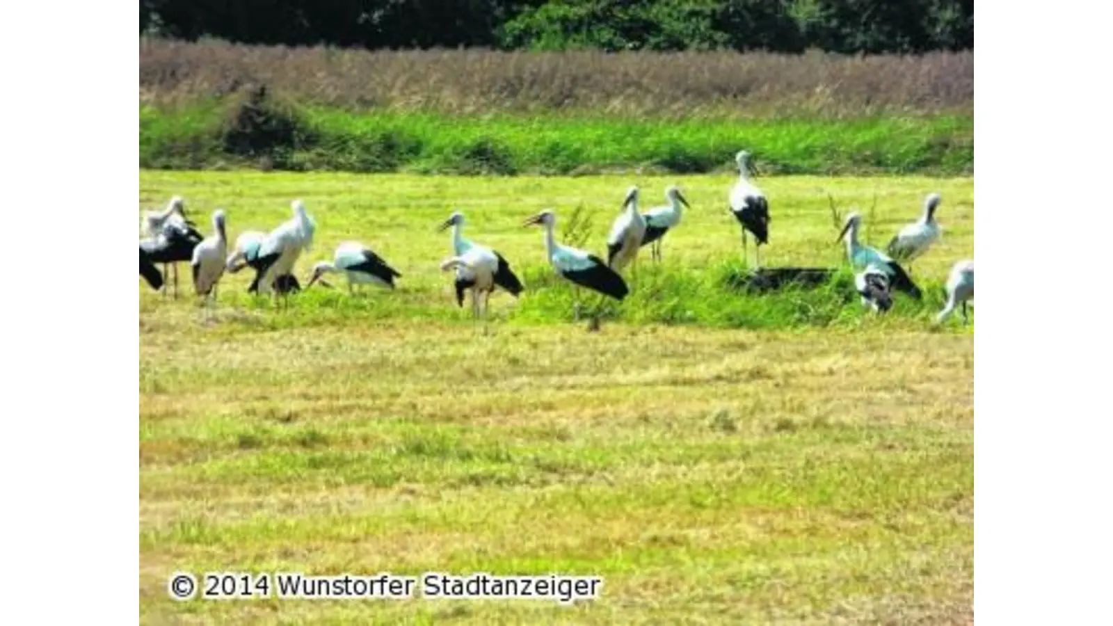Zahl der Weißstörche steigt (Foto: mk)