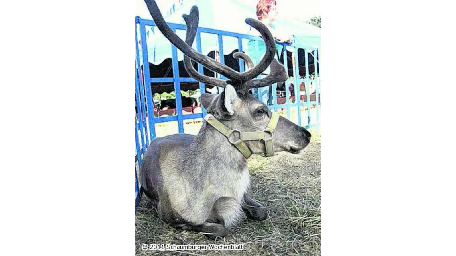 Rentier Rudolph auf dem Weihnachtsmarkt (Foto: bb)