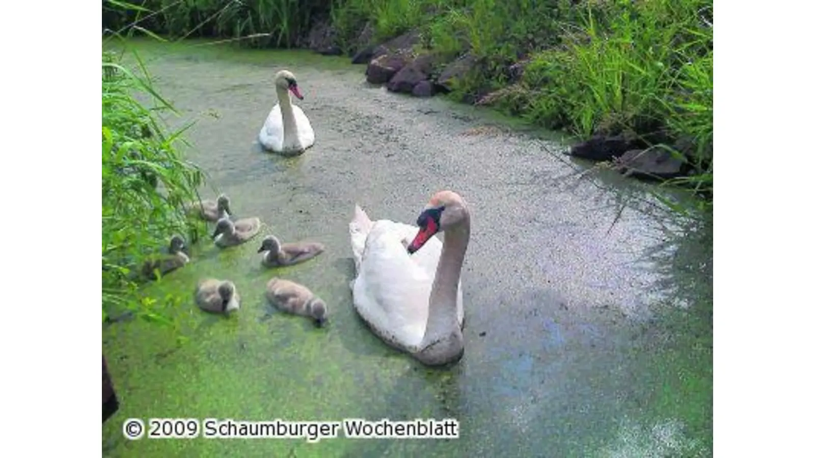 Familienfotos mal anders (Foto: red)