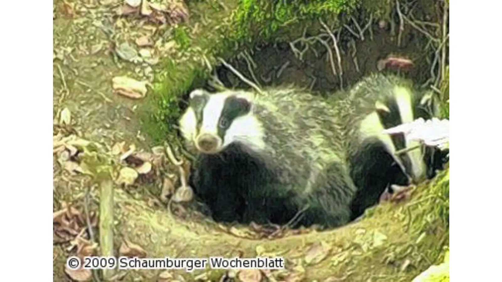 Tierfilmer lebt ein Jahr mit den Dachsen im Auetal (Foto: tt)
