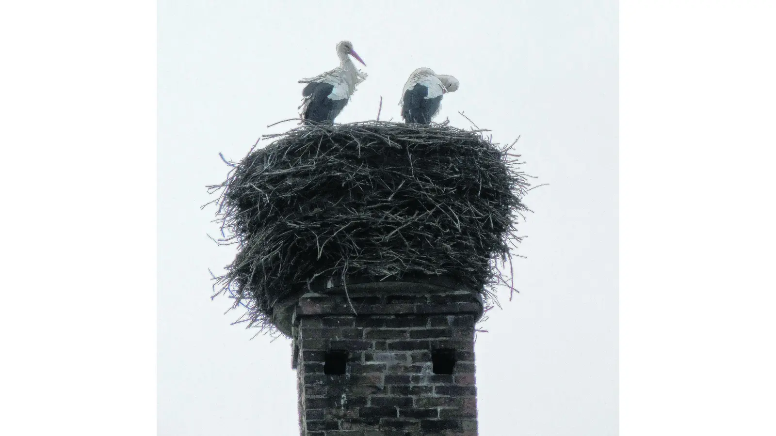 Die Störche sind zurück (Foto: mk)
