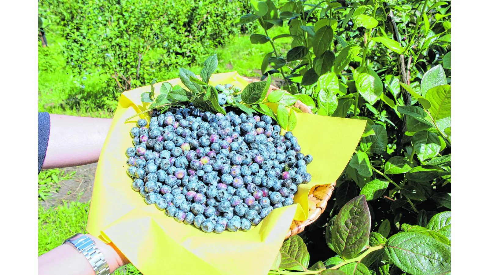 Start in die Blaubeersaison (Foto: ds)