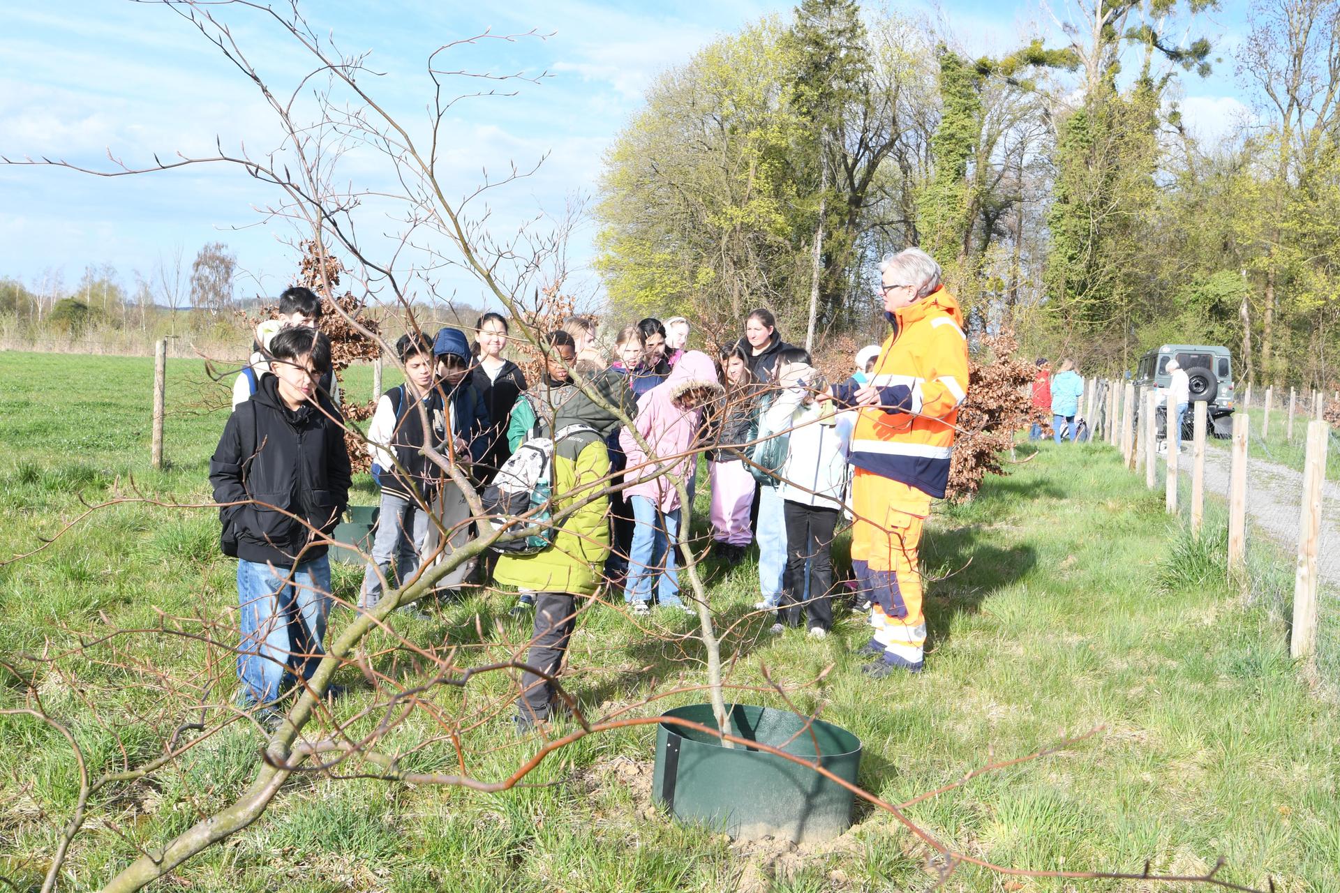 Süntelbuchen (Foto: nd)