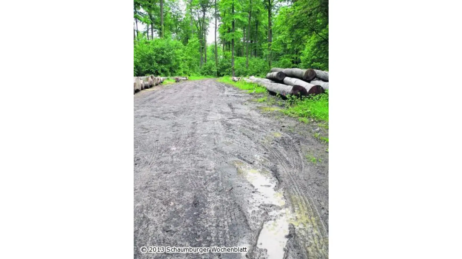 Weiche Wege im Wald (Foto: al)