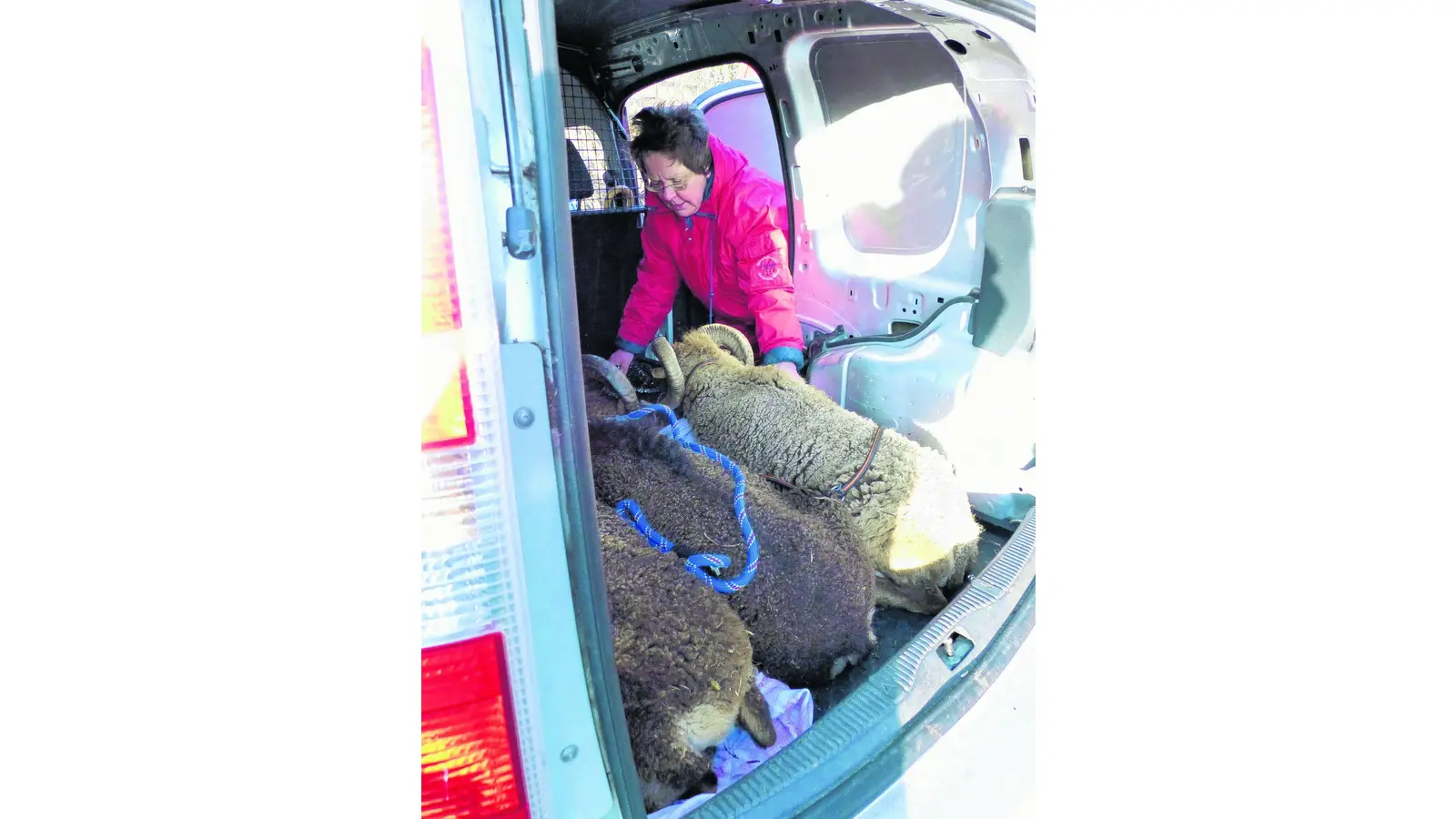 Betäubungsspritze für bockige Böcke (Foto: al)