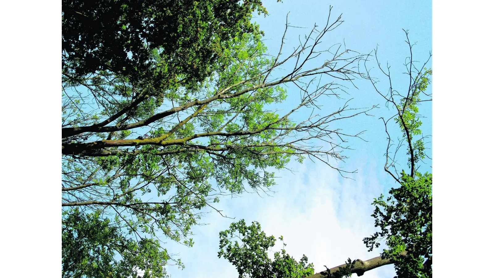 Krankheitserreger greift den Baumbestand an (Foto: gr)
