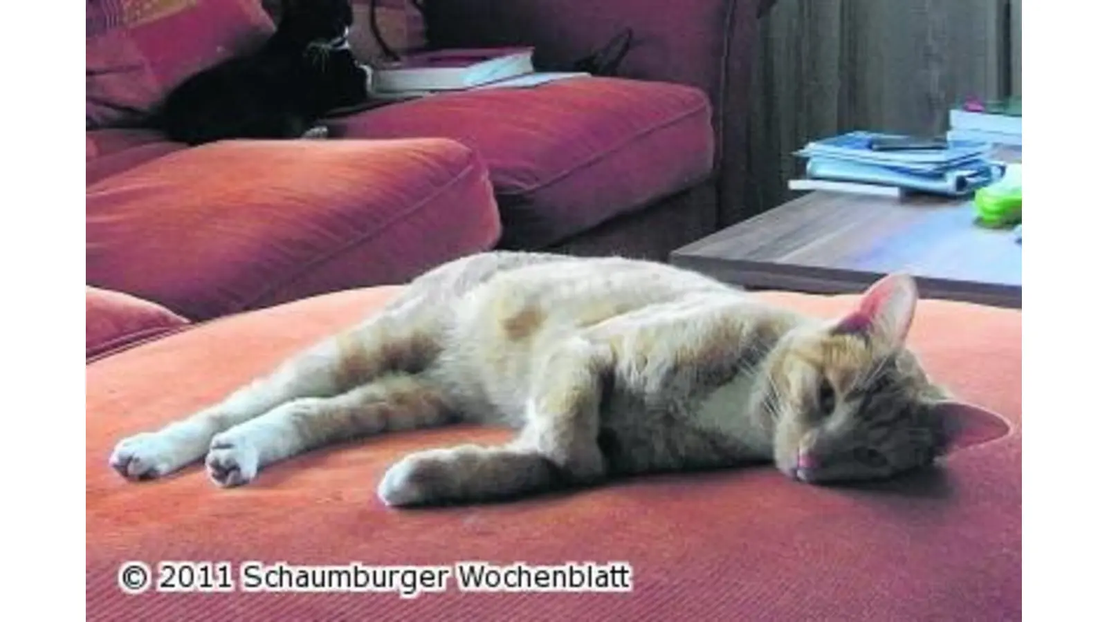 Der rote Kater Lui wird schmerzlich vermisst (Foto: red)
