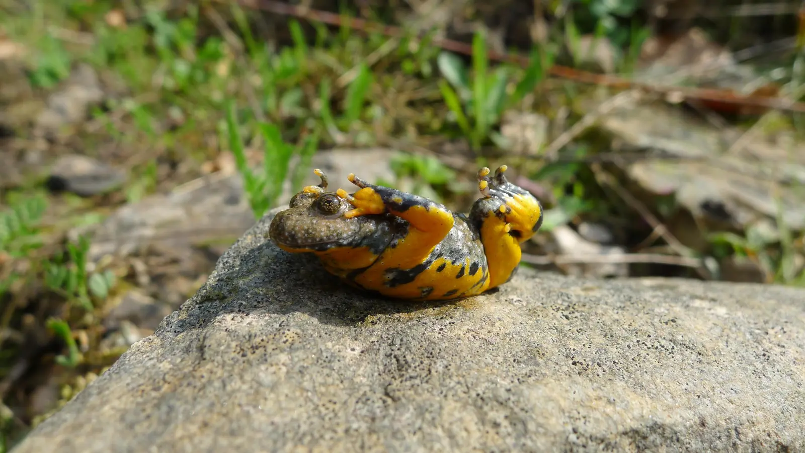 Die Nabu-Ortsgruppe Stadthagen/Niedernwöhren lädt zur Erlebnistour durch den Steinbruch Liekwegen.  (Foto: Bruno Scheel )