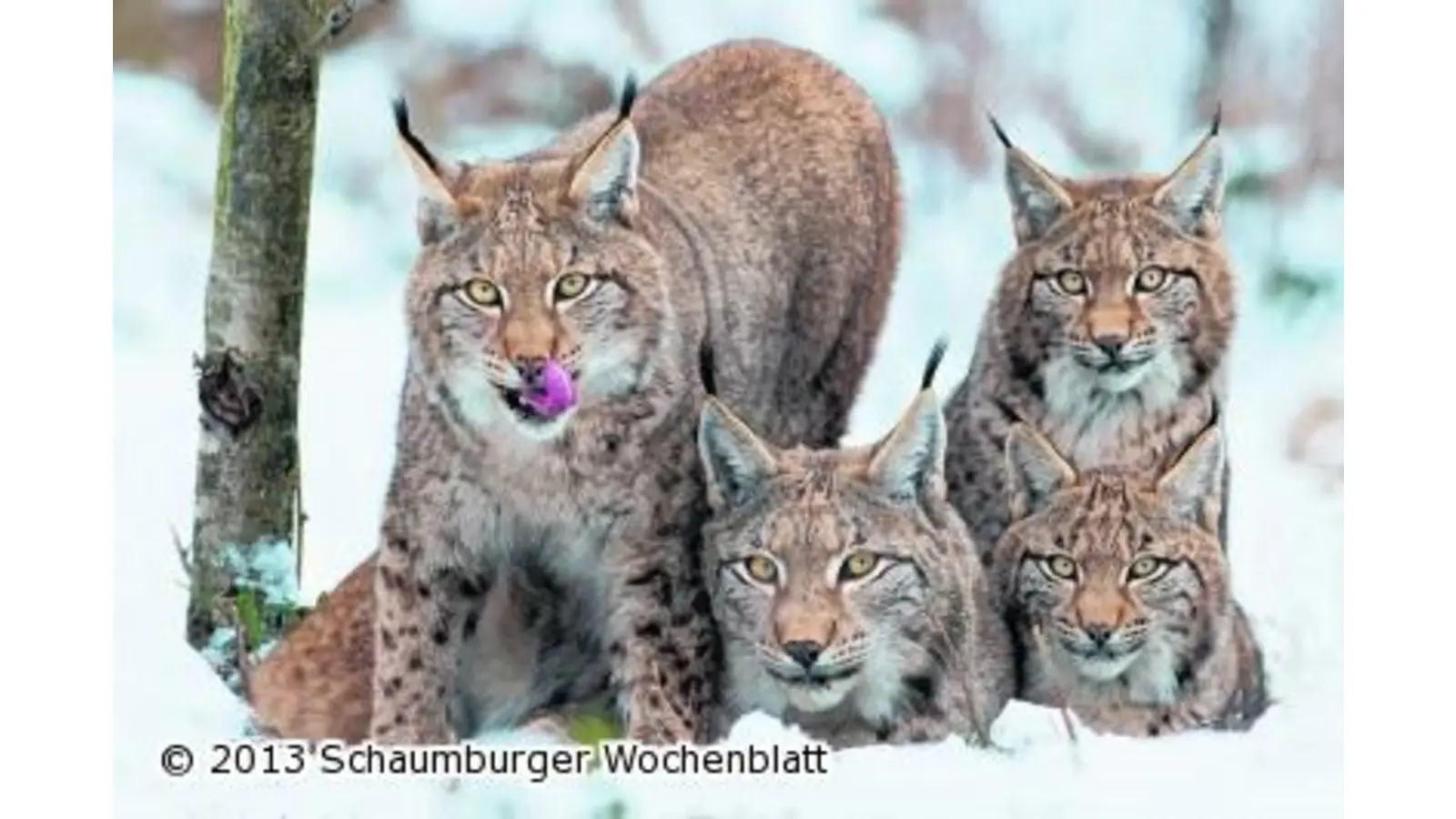 Ein Winter bei den Waldtieren (Foto: em)