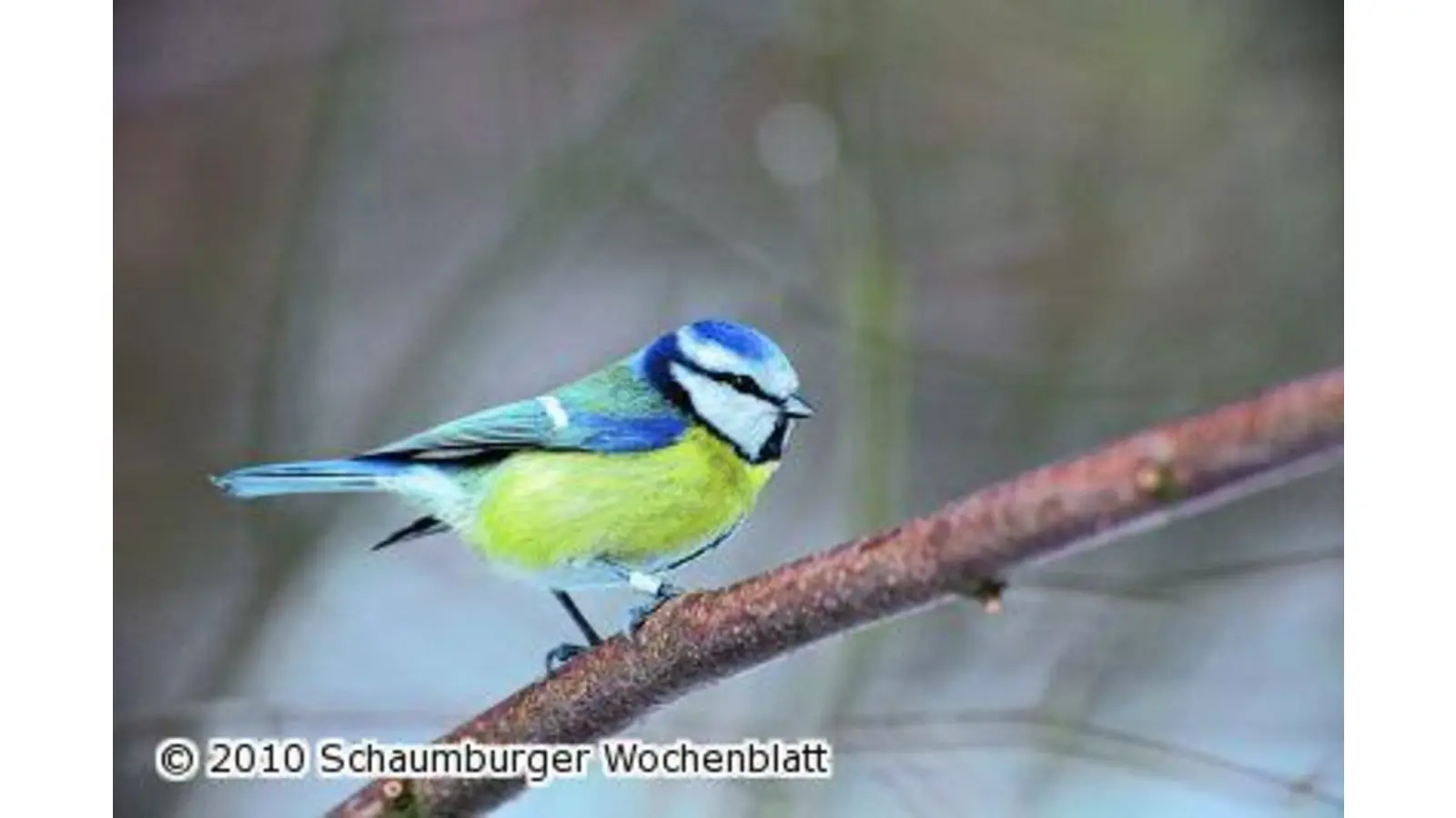 Programm der Wildtierstation (Foto: mk)