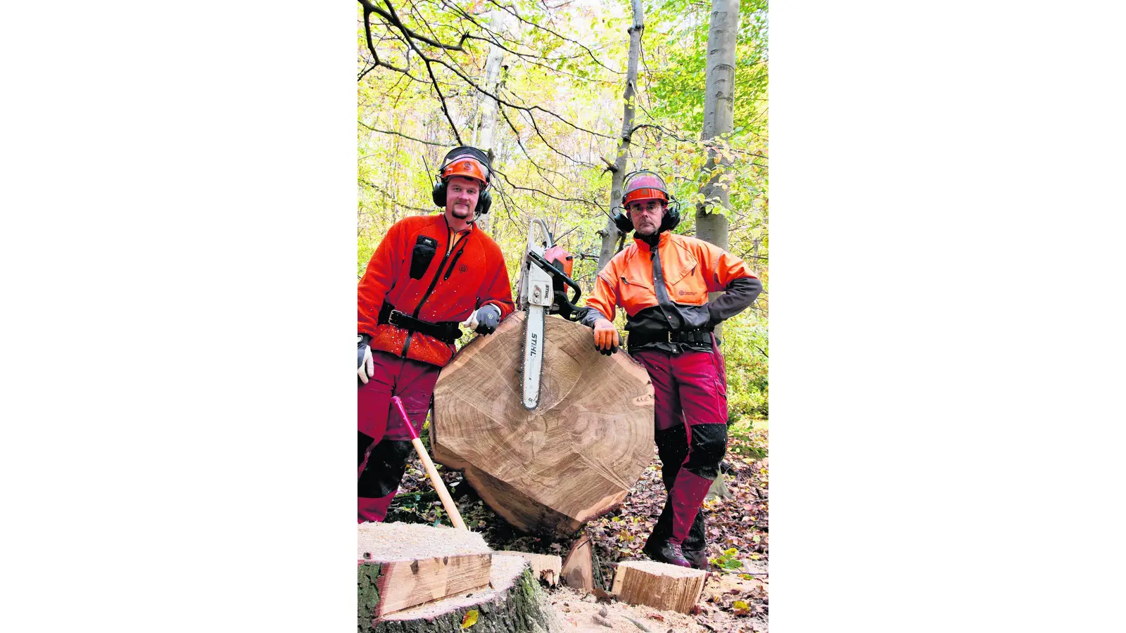 Die Laubholzernte im Landeswald beginnt (Foto: em)
