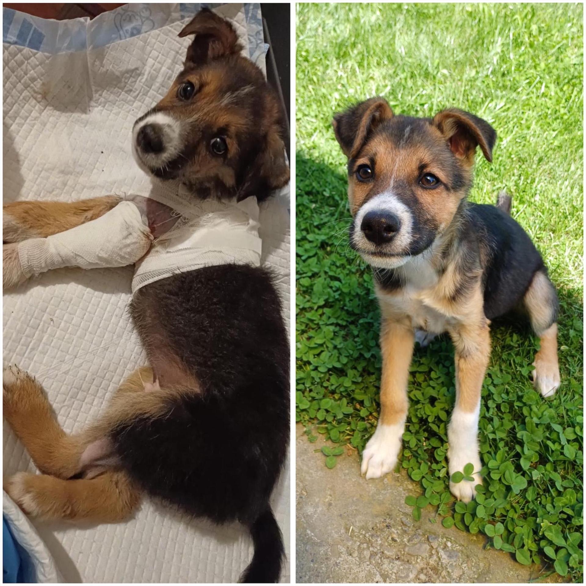 Der Verein finanziert unter anderem auch Notfall-OPs und Medikamente. (Foto: privat)