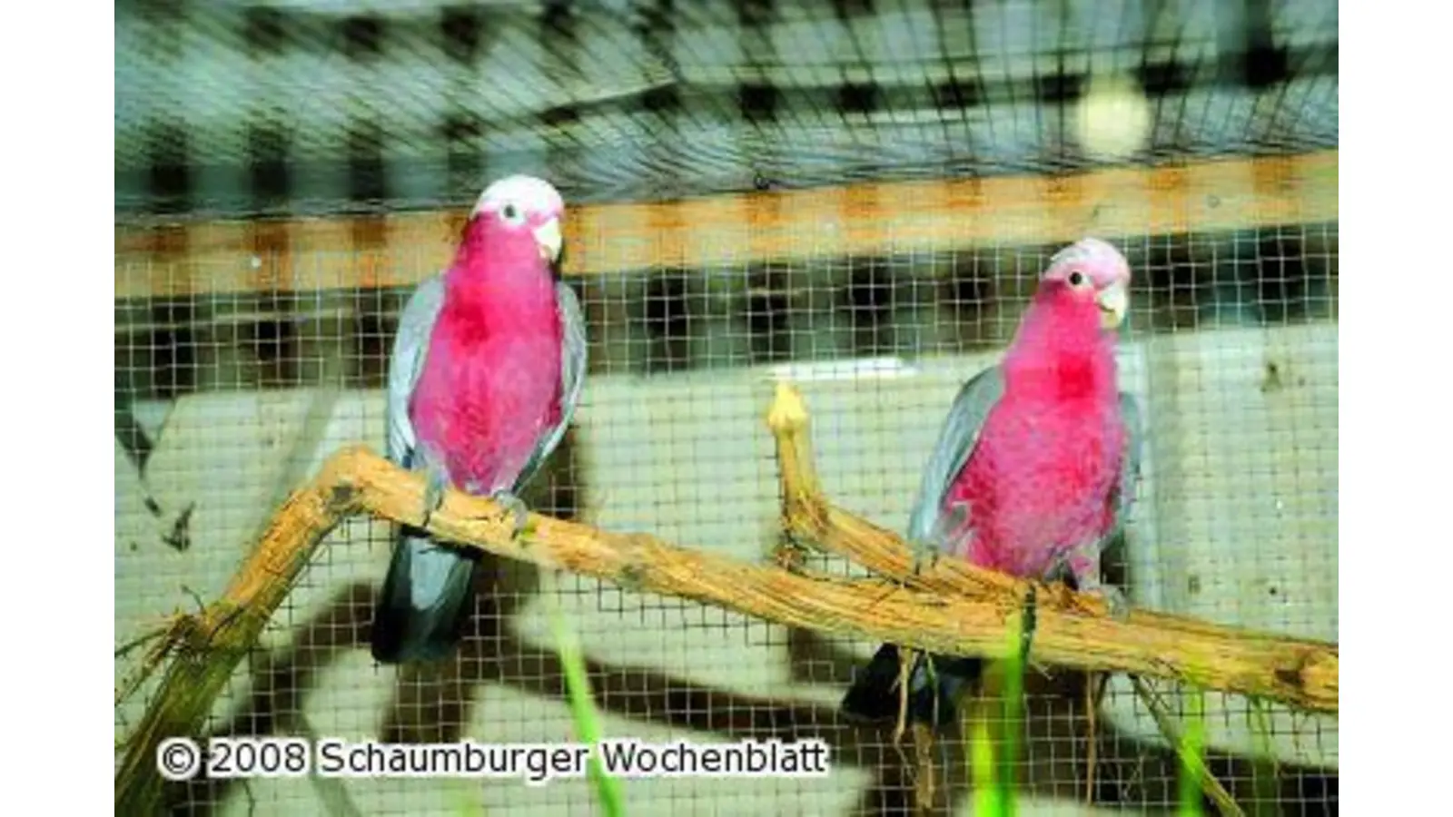 Vogelfreunde freuen sich über den Besuchererfolg (Foto: red)