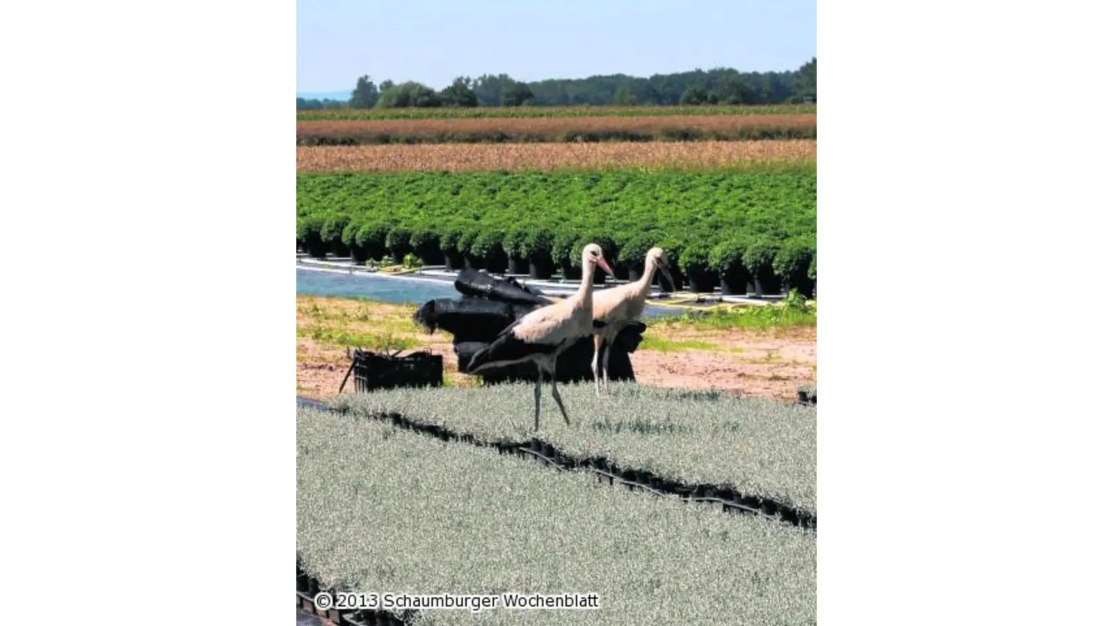 Gleich drei Jungstörche erblicken das Licht der Welt (Foto: wtz)