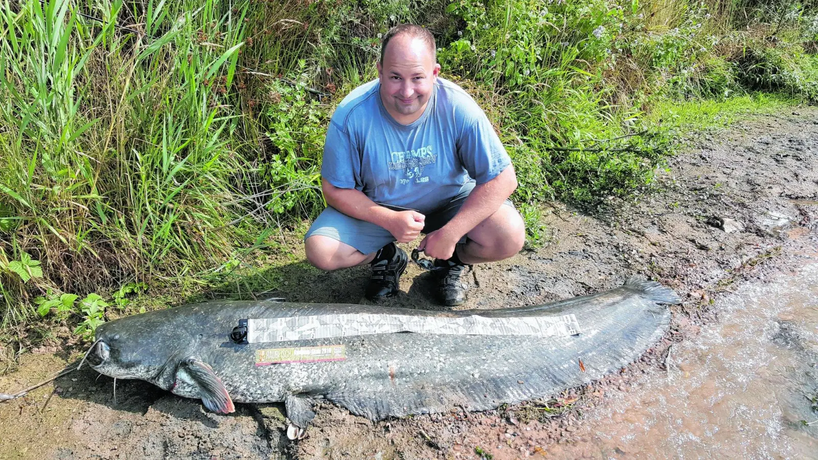 Ein Hesper fängt einen stolze 66 Kilogramm schweren Wels (Foto: red)