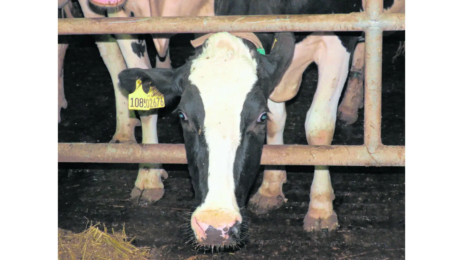 Niedrige Preise und ein schlechter Ruf (Foto: mk)