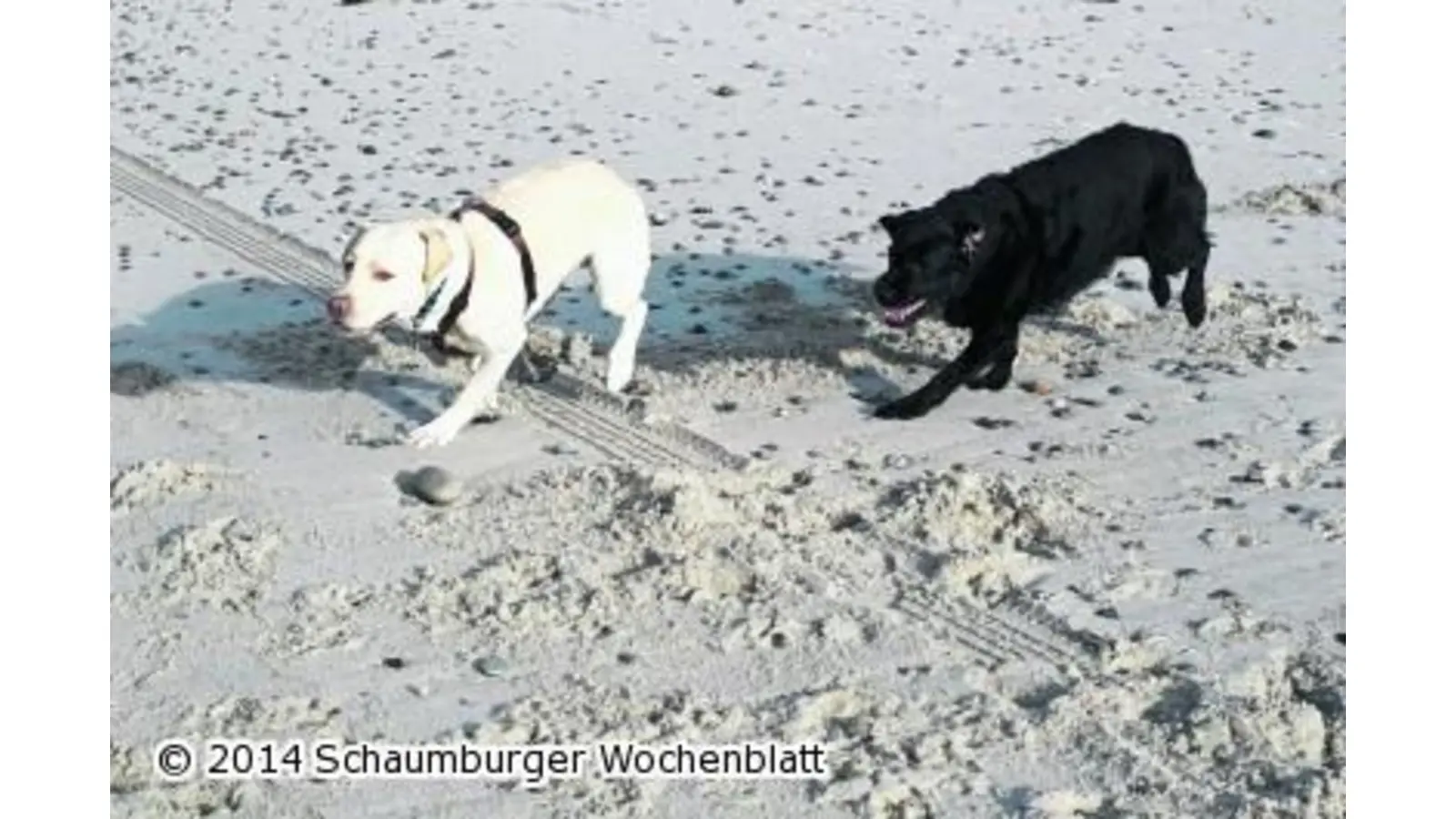 Der Freifahrtschein für Hündinnen (Foto: wa)