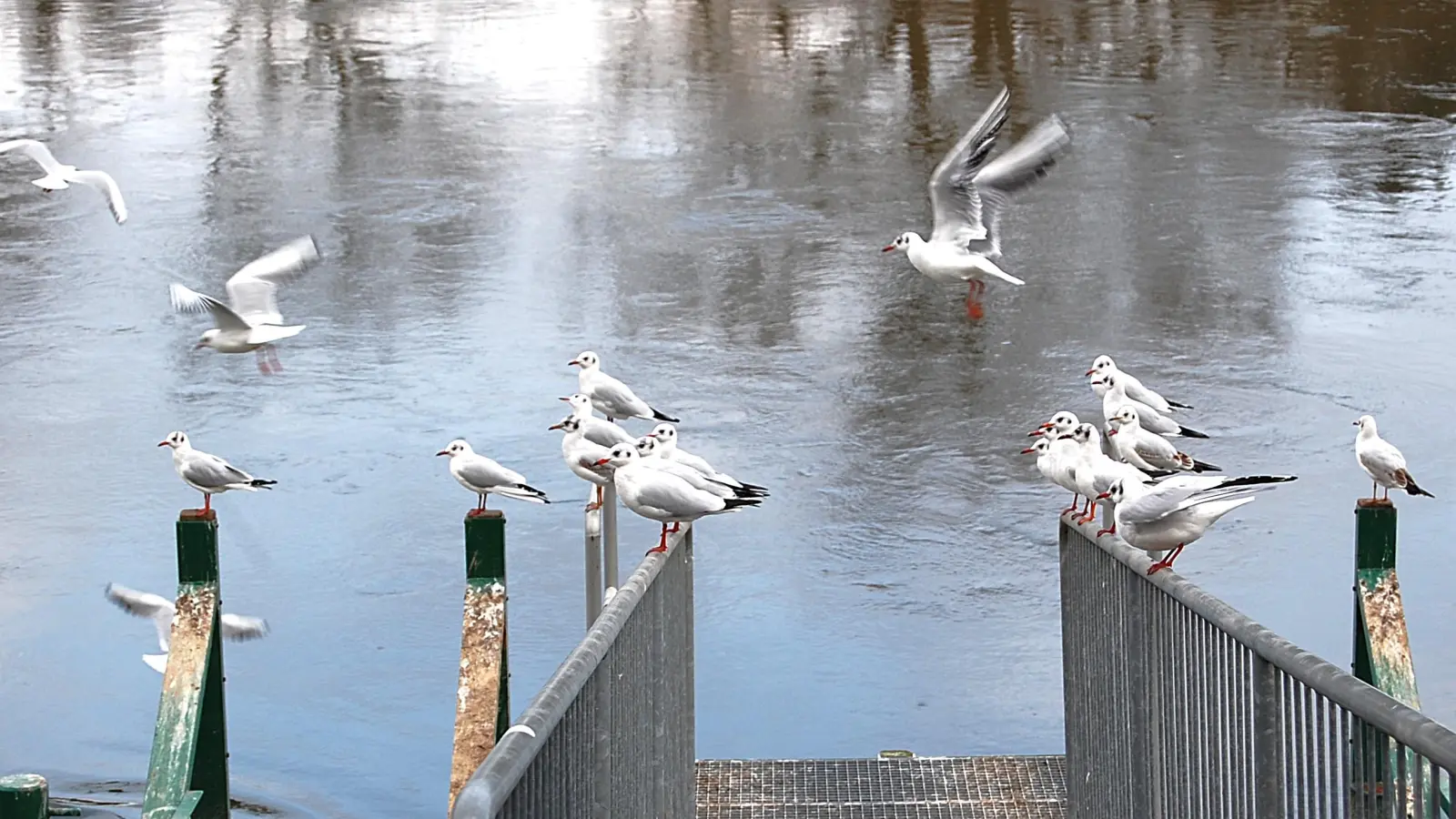 Die Weser hat nach Auffassung des VSR-Gewässerschutzes e.V. einen zu hohen Nitratgehalt. Messungen auf einer Messfahrt entlang der Weser von Hann. Münden bis Bremen ergaben Werte, die oberhalb der ökologischen Zielwerte liegen. (Foto: ste)