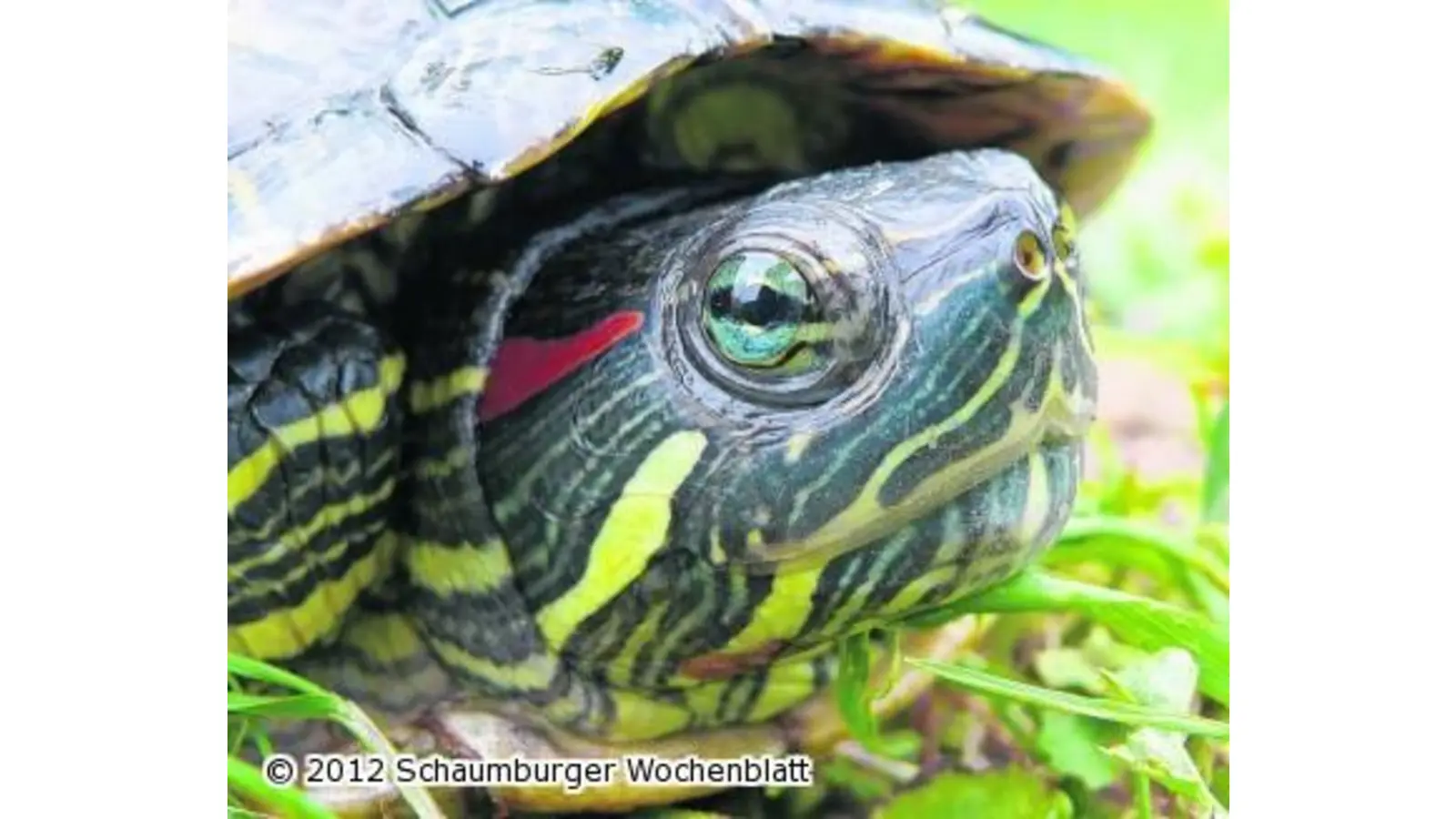 Exotisches Fundtier (Foto: em)