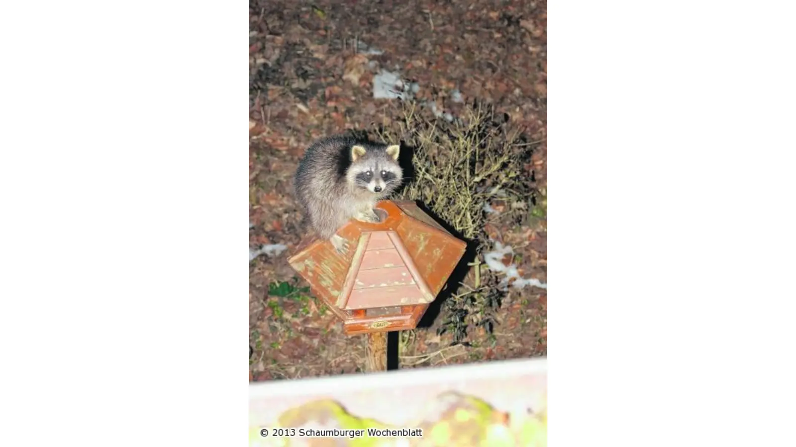 Eindringling zeigt keinerlei Scheu (Foto: pd)