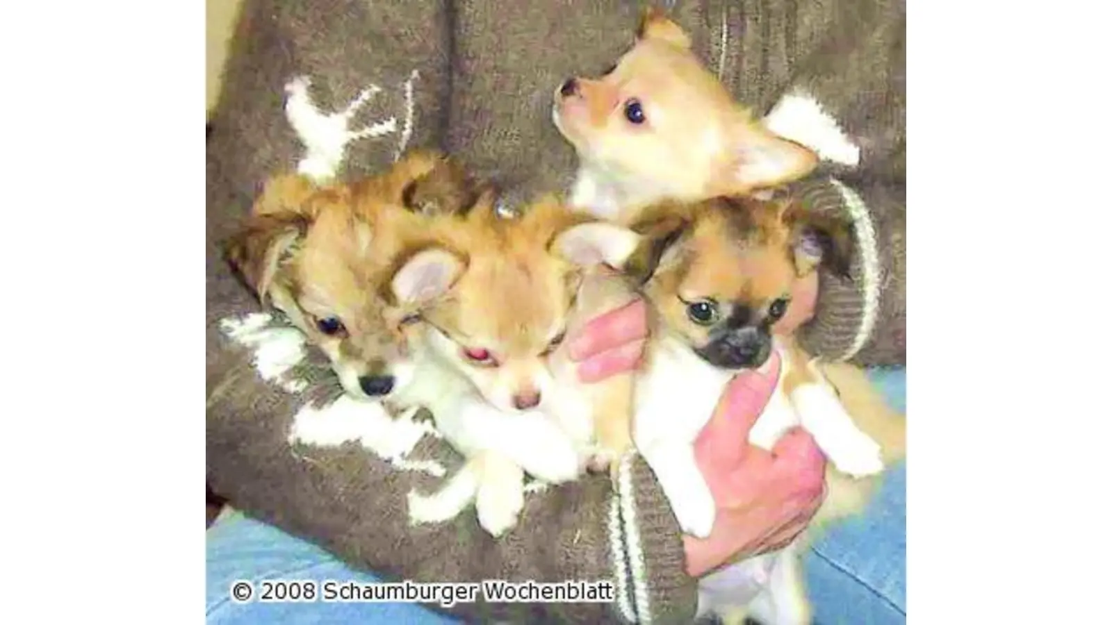 Hundehandel per Mausklick oft unseriös (Foto: pd)