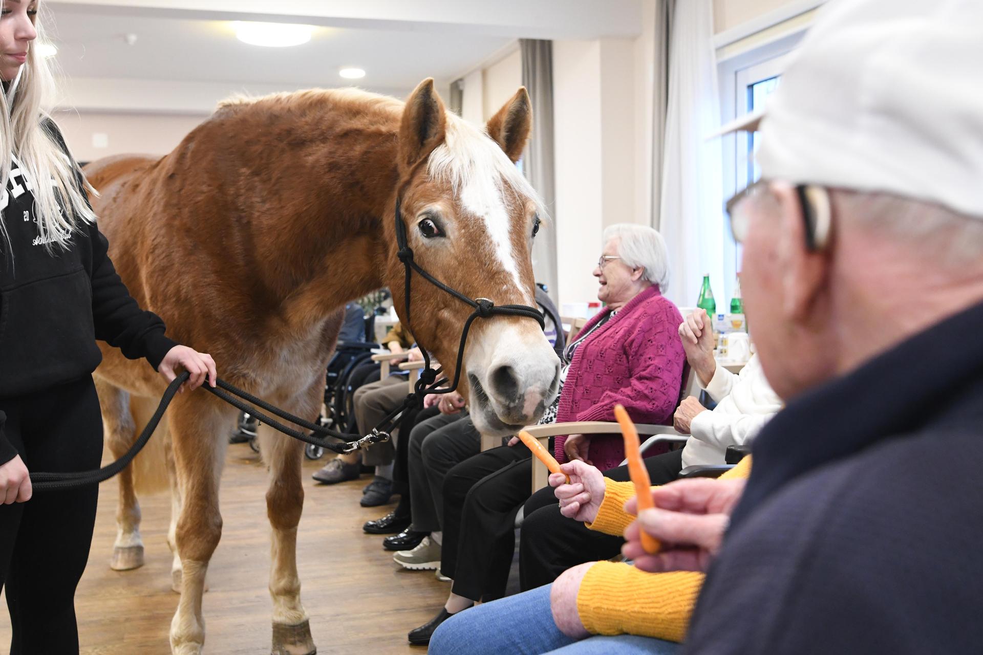 Pony Wega und Nele Plaßmeier (Foto: nd)