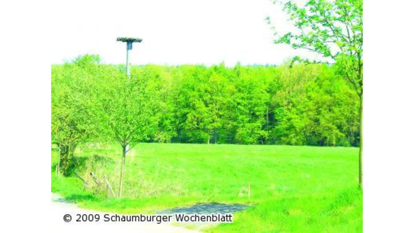 Feuchtwiese wird Biotop und sich selbst überlassen (Foto: tt)