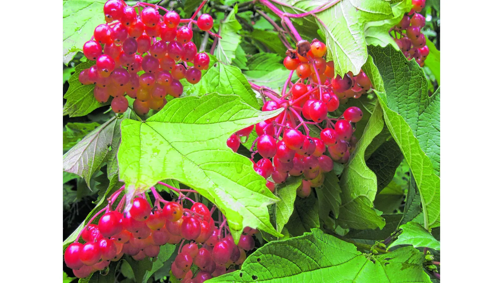 Heimische Sträuchervielfalt (Foto: red)