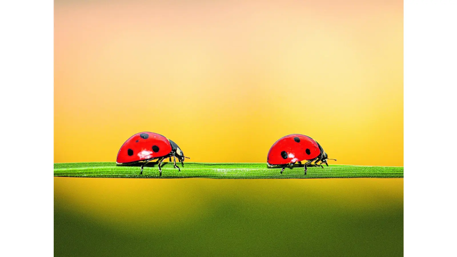 Insektensommer geht in die zweite Runde (Foto: mk)