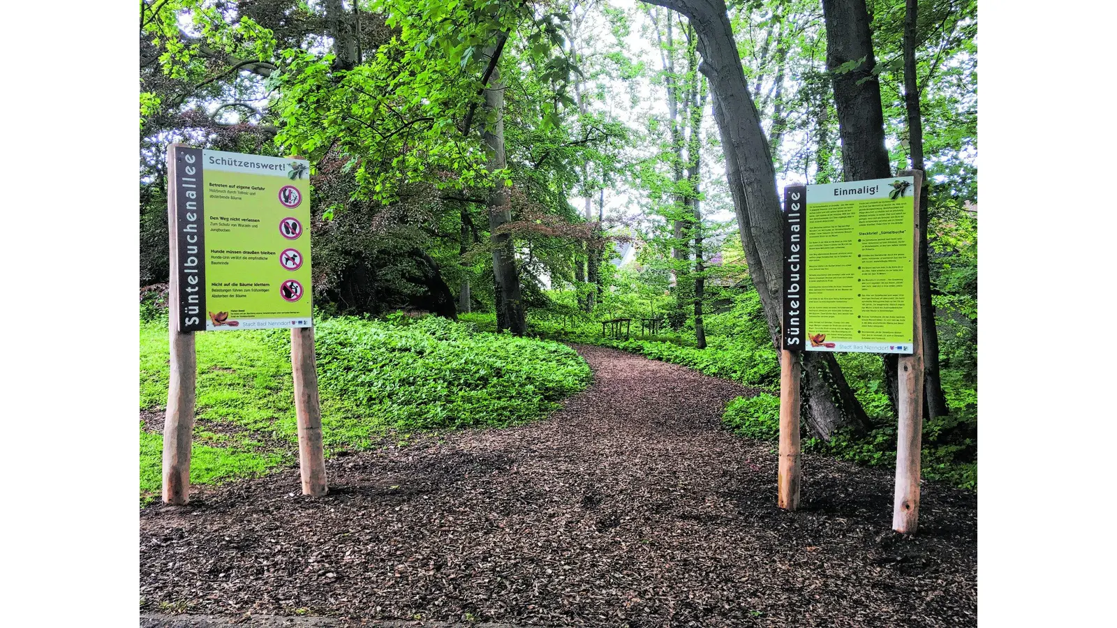 Neue Schilder sollen Süntelbuchen schützen (Foto: red)