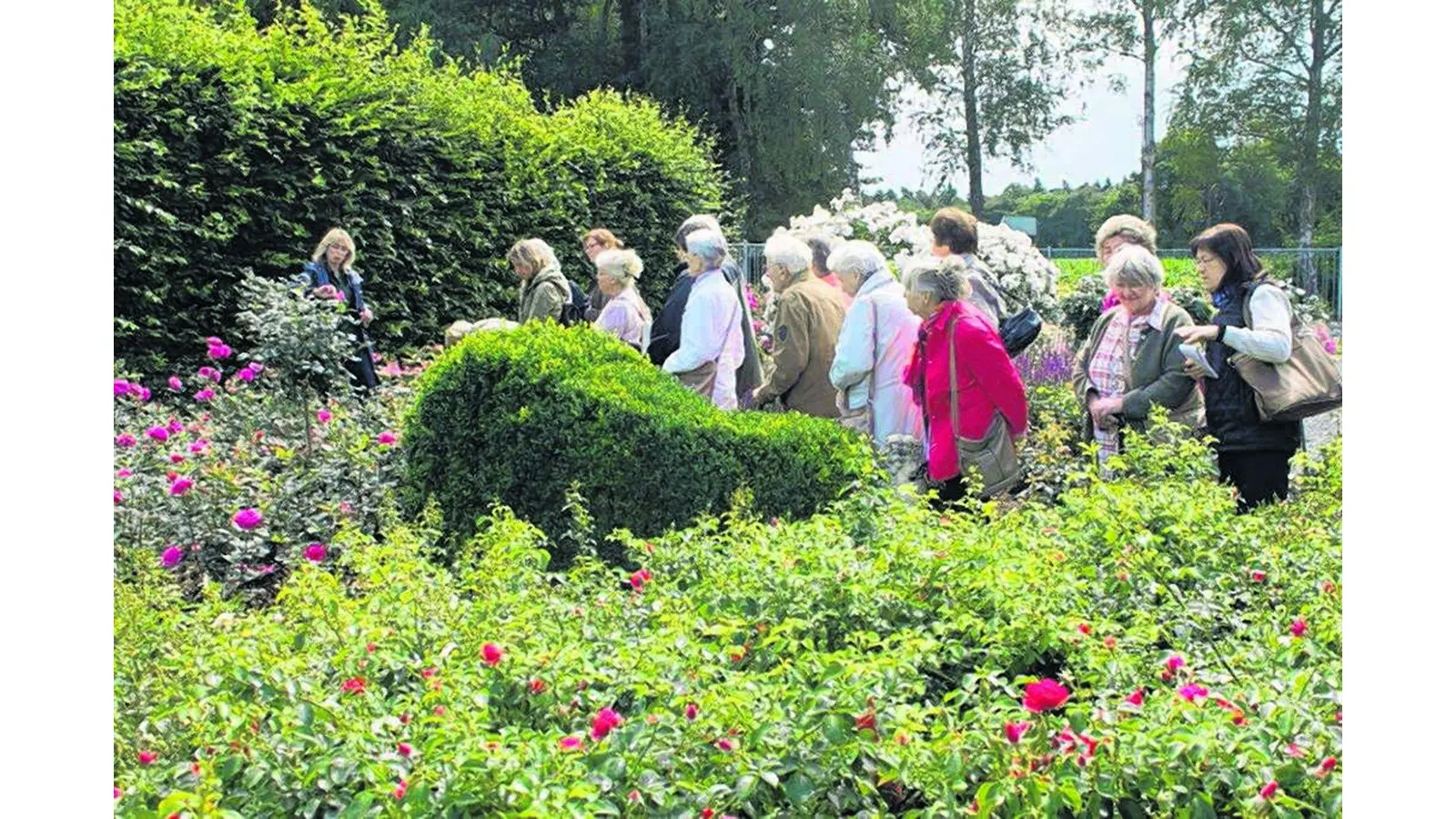 Besuch beim Rosenzüchter Noack (Foto: ste)