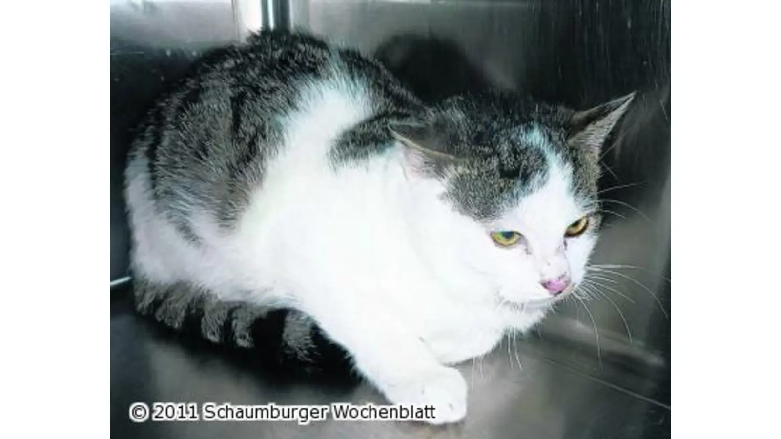Rudi braucht ein Zuhause (Foto: wtz)