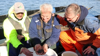 Setzen die winzigen Glasaale in das Steinhuder Meer (v.li.): Detlef Hodann, Uli Balzer und Heinz Schweer. (Foto: gi)