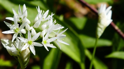 Im Frühling fängt der Barlauch an zu blühen.  (Foto: cm)