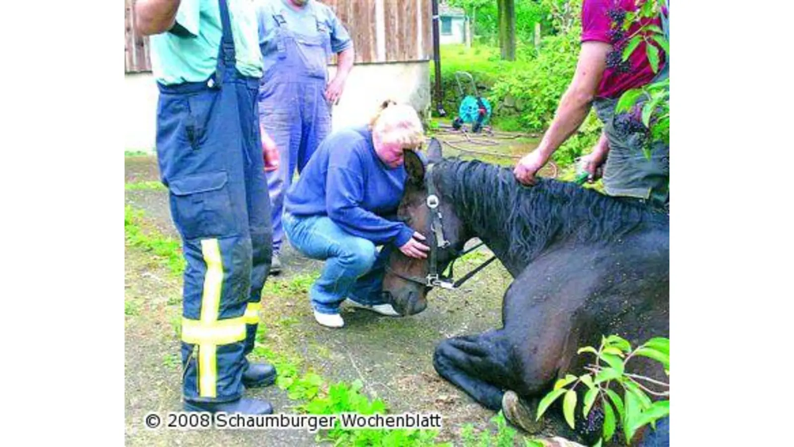 Pferd aus Güllegrube gerettet (Foto: ste)