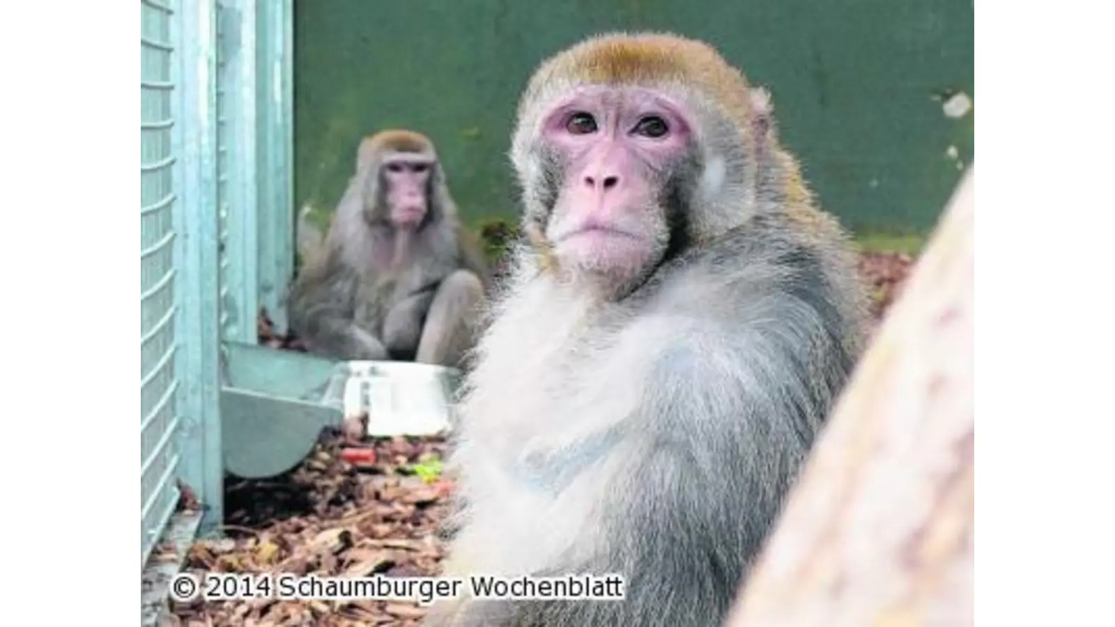 Rhesusaffen auf der Suche nach einem neuen Zuhause (Foto: em)