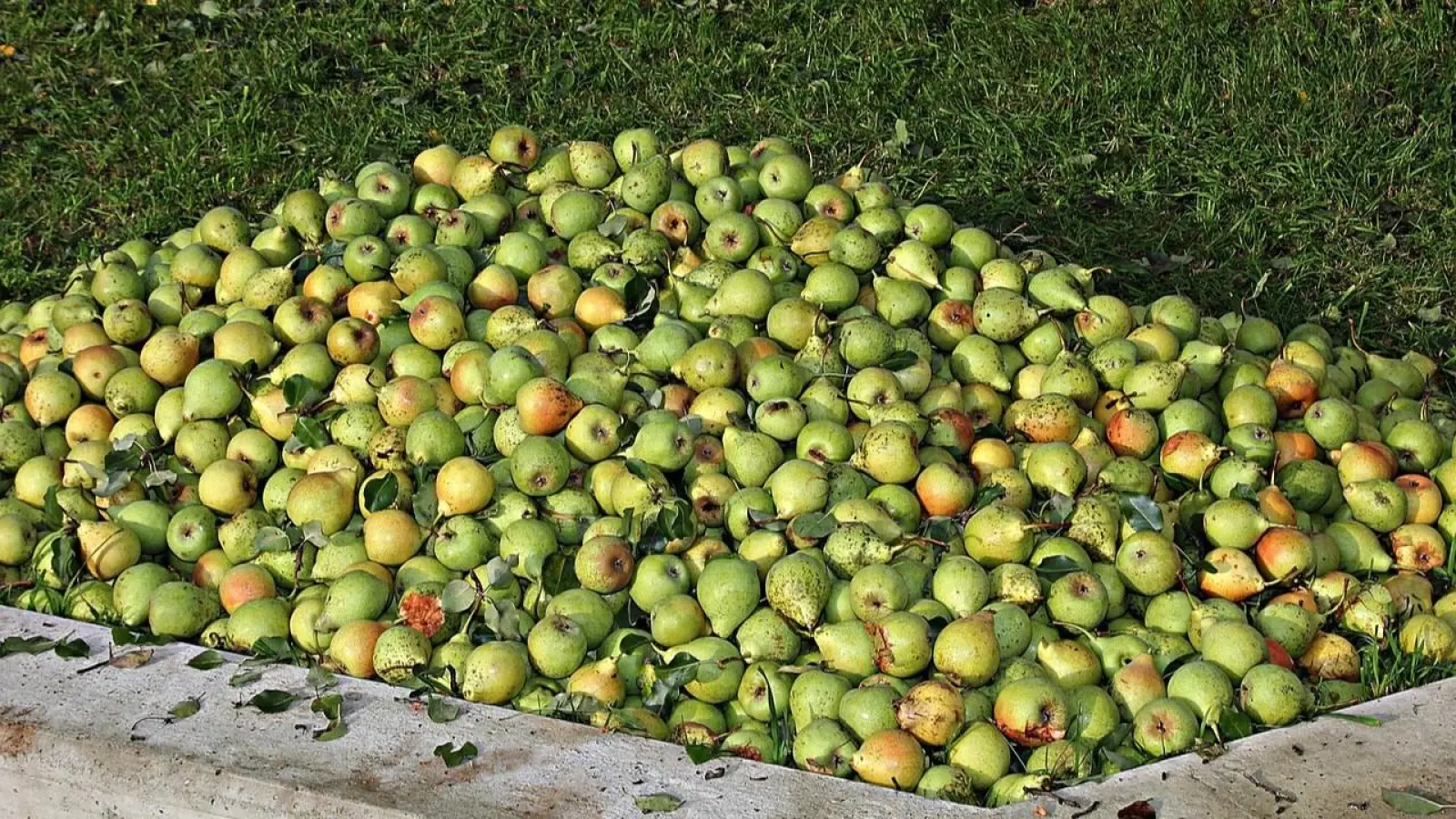 Jedermann kann Obst zum Mosten bringen. (Foto: pixabay)