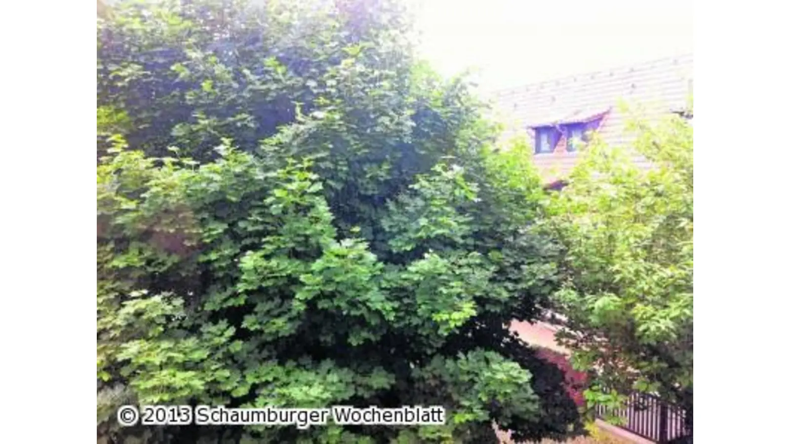 Freie Sicht nach allen Seiten haben (Foto: km)