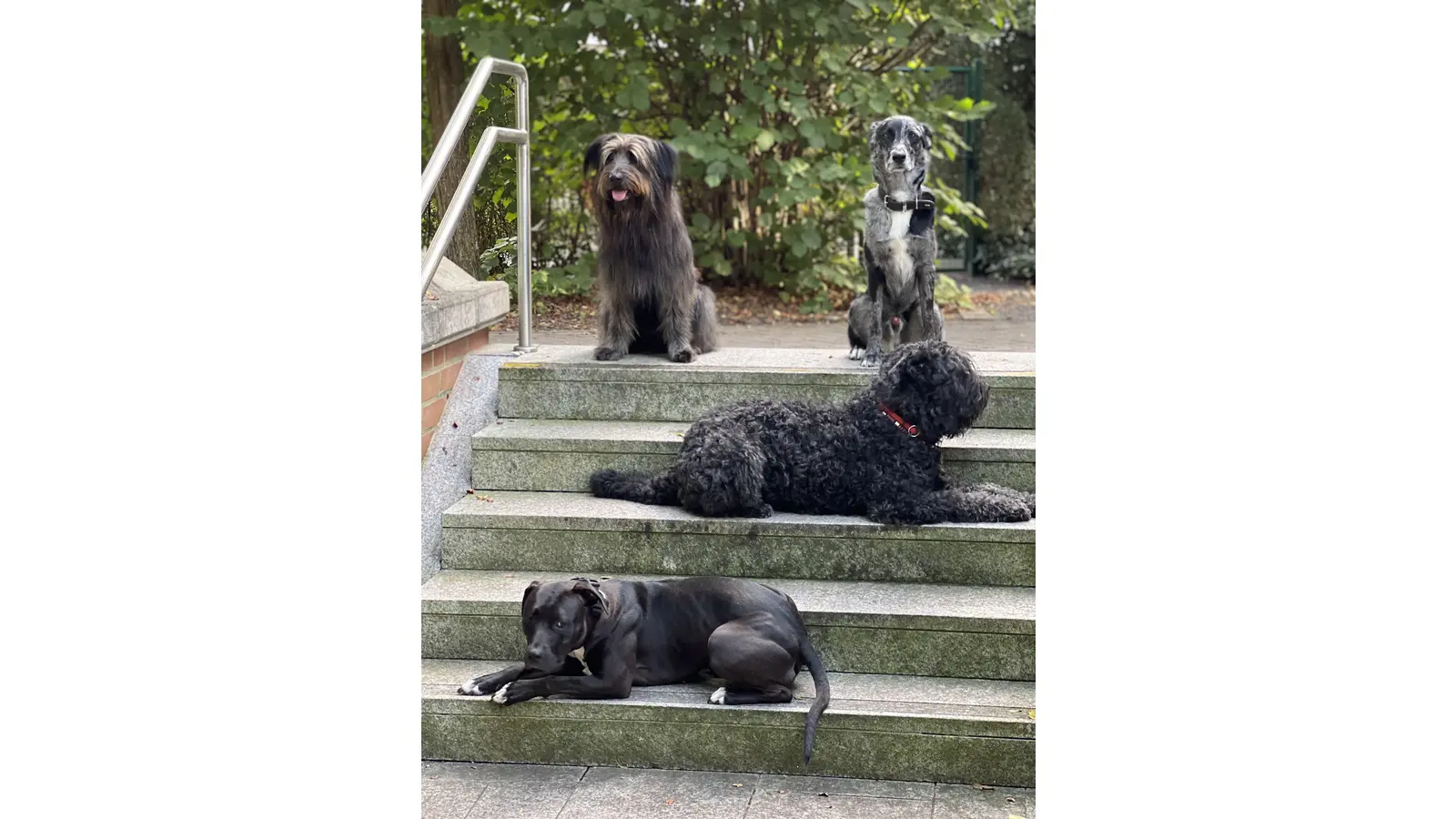 Jordi, Leo, Motte und Merlin. Hunde mit Qualzuchtmerkmalen? (Foto: privat)