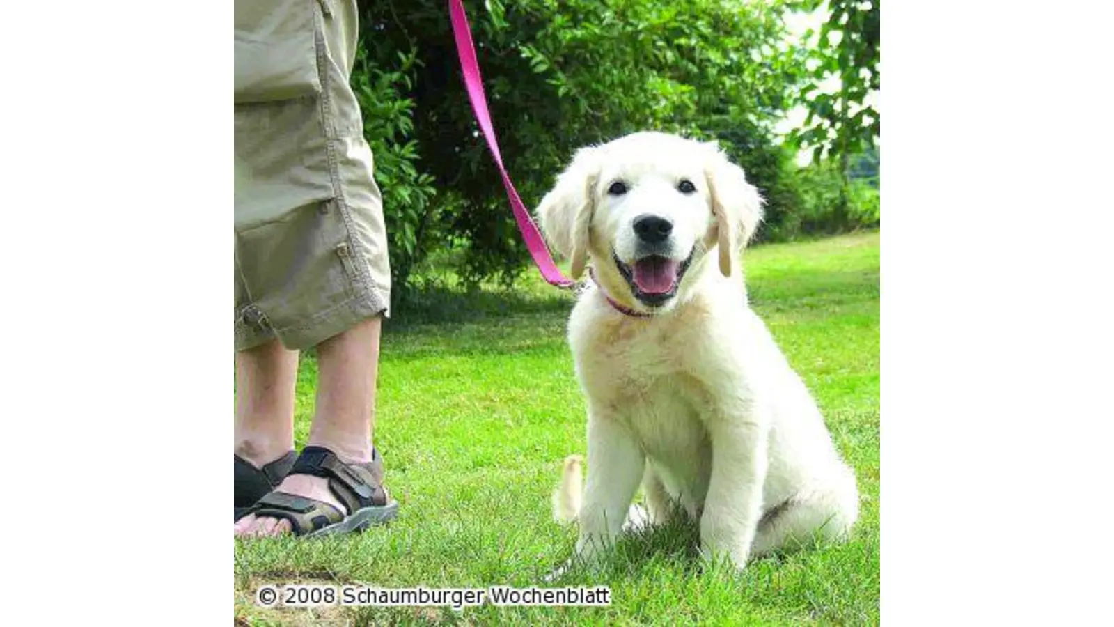 Frauchen und Herrchen feiern mit ihren Hunden Sommerfest (Foto: tt)