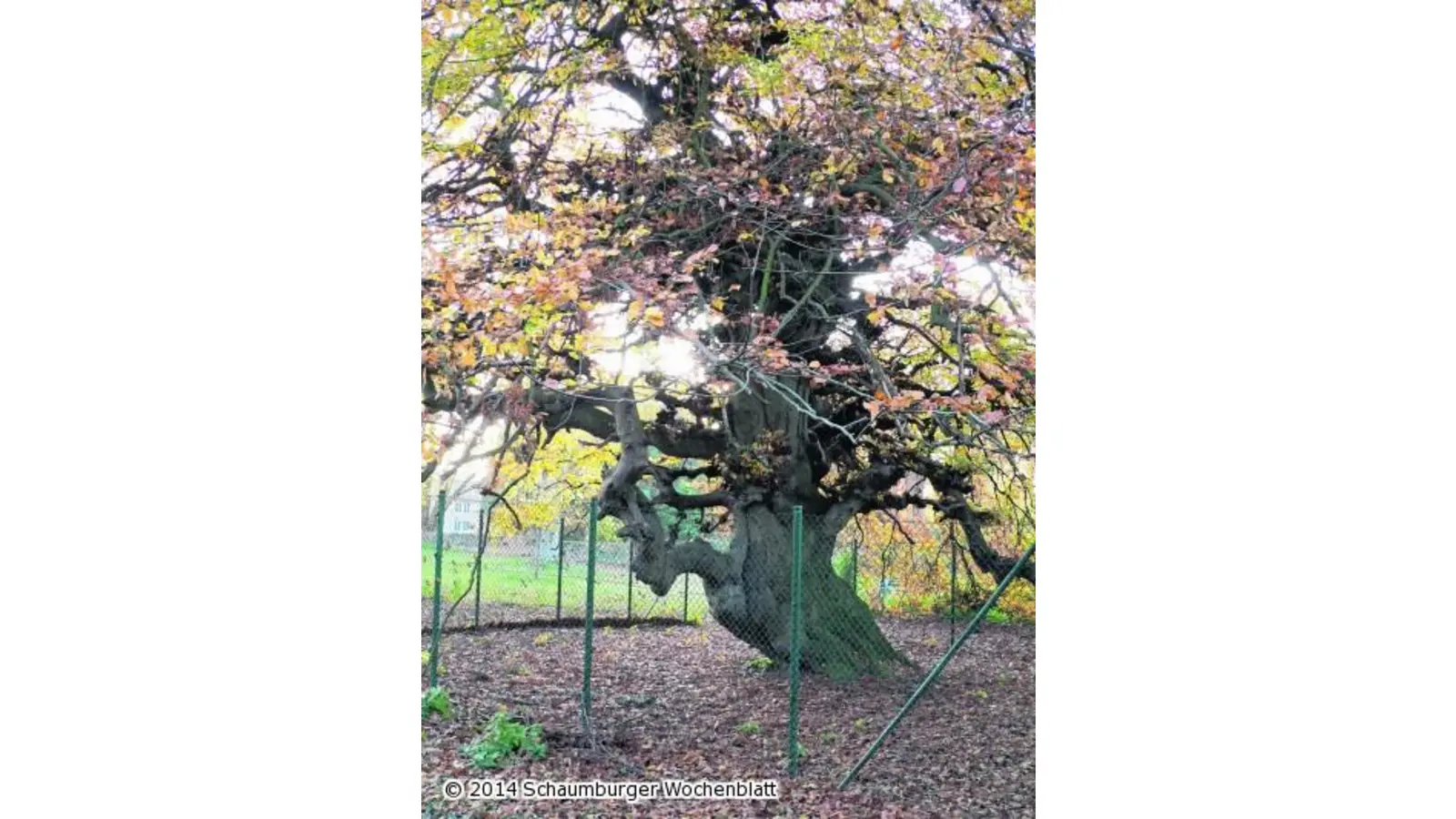 Eine Süntelbuche für den Friedhof (Foto: red)