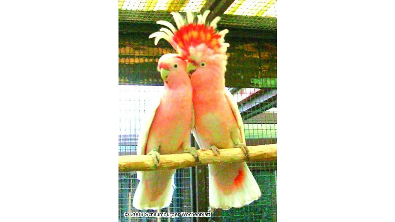 Offene Vogelschau und Vogelbörse (Foto: red)