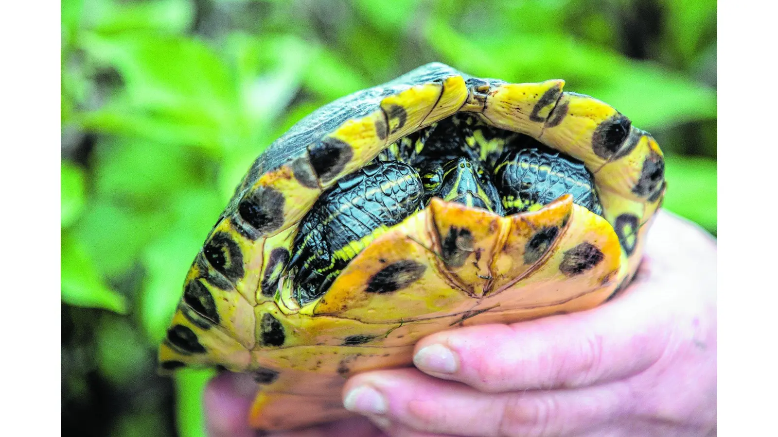 Exotische Tierfunde häufen sich (Foto: jl)