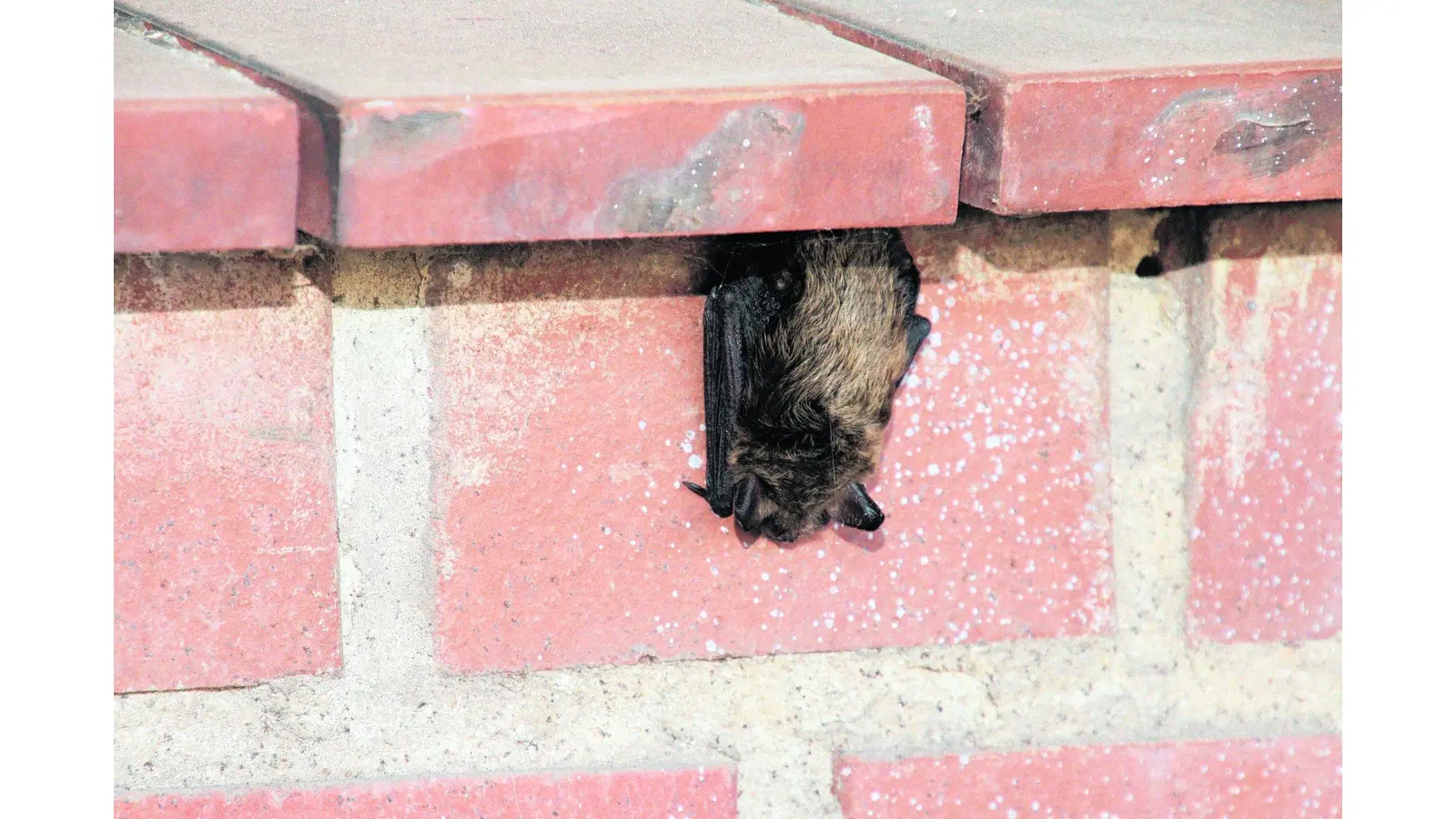 Fledermaus übernachtet an Ausbildungswerkstatt (Foto: gi)