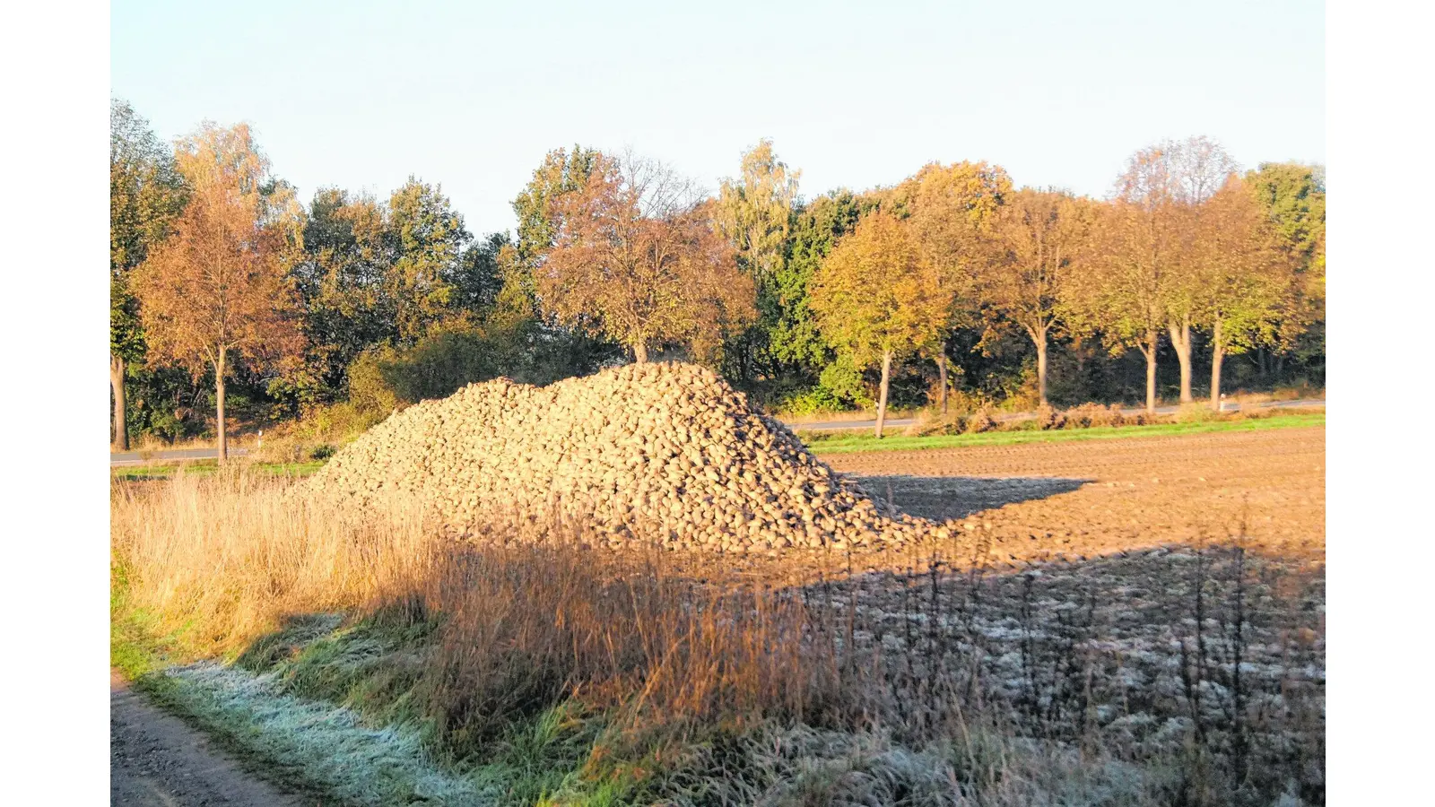 Fair Play für den heimischen Zuckerrübenanbau gefordert (Foto: tr)