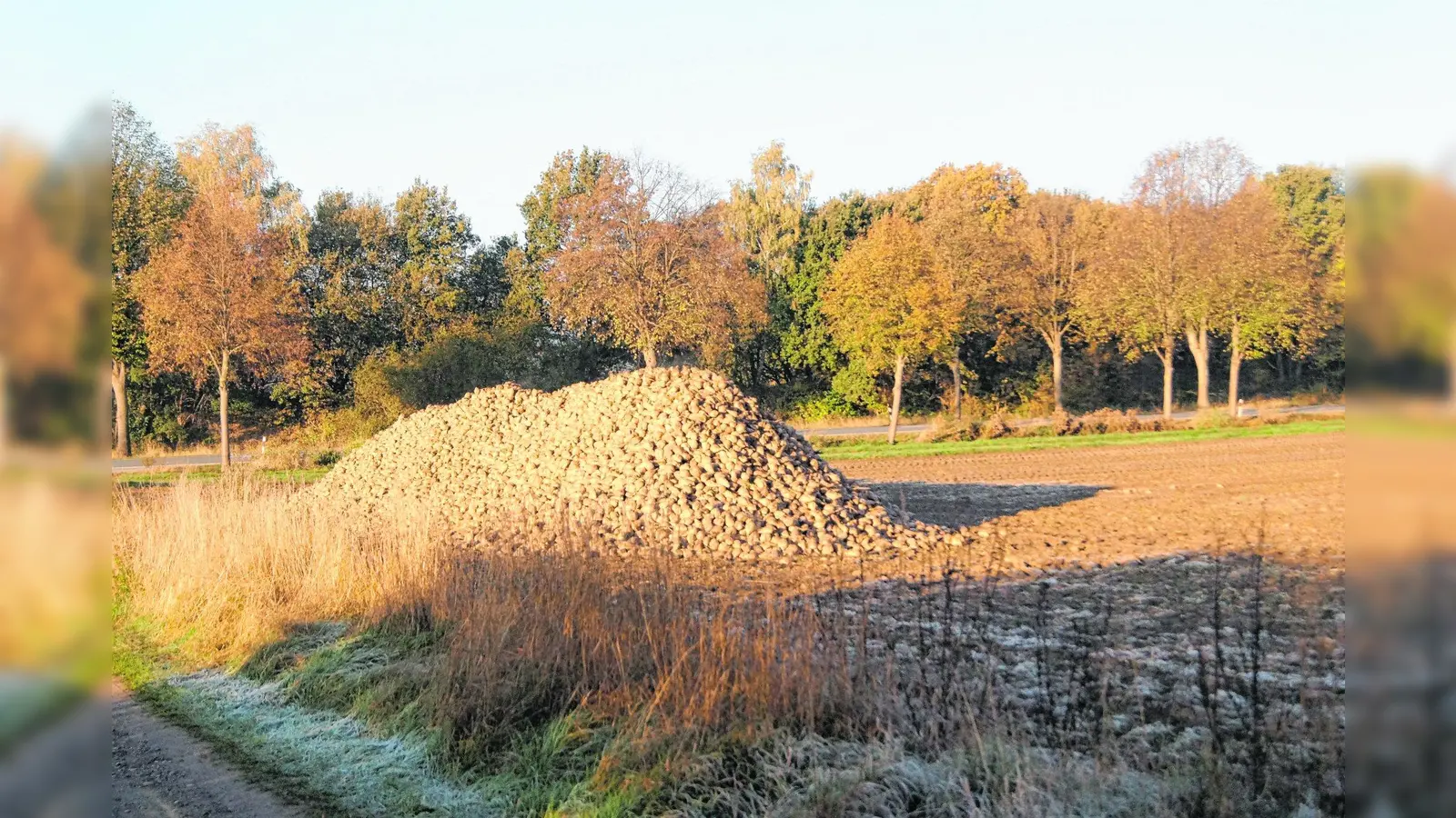 Fair Play für den heimischen Zuckerrübenanbau gefordert (Foto: tr)