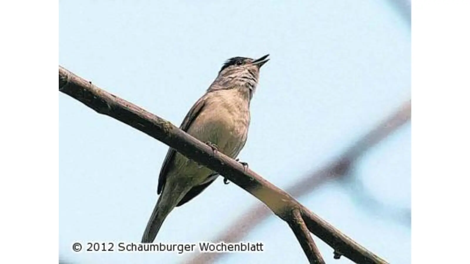 Auf Suche nach Vogelstimmen (Foto: red)