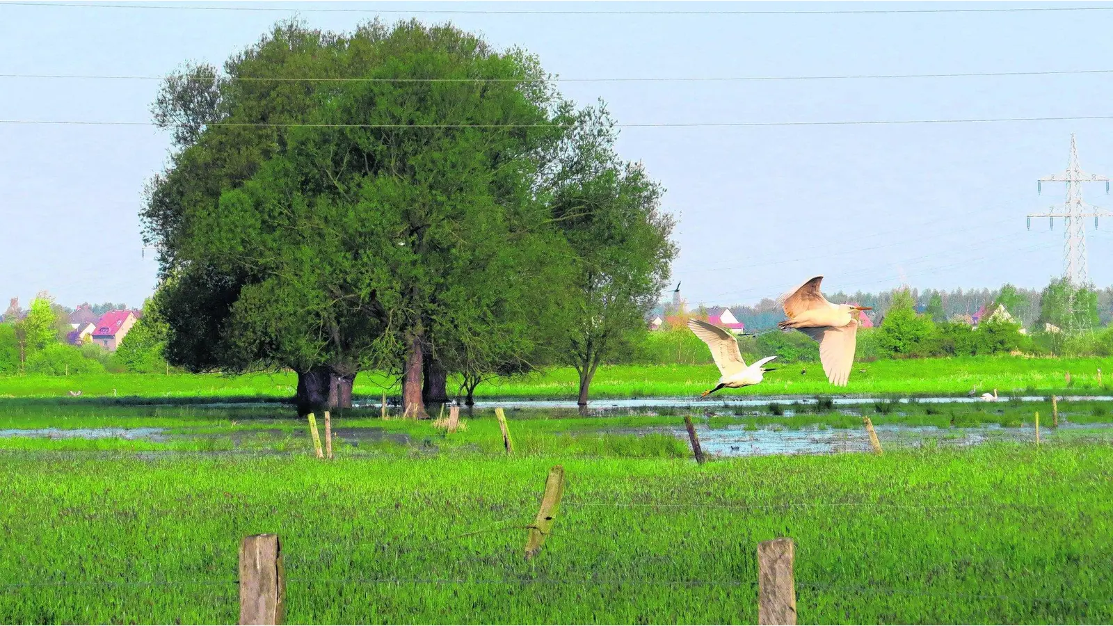 Seltene Vogelarten fühlen sich wohl (Foto: mk)
