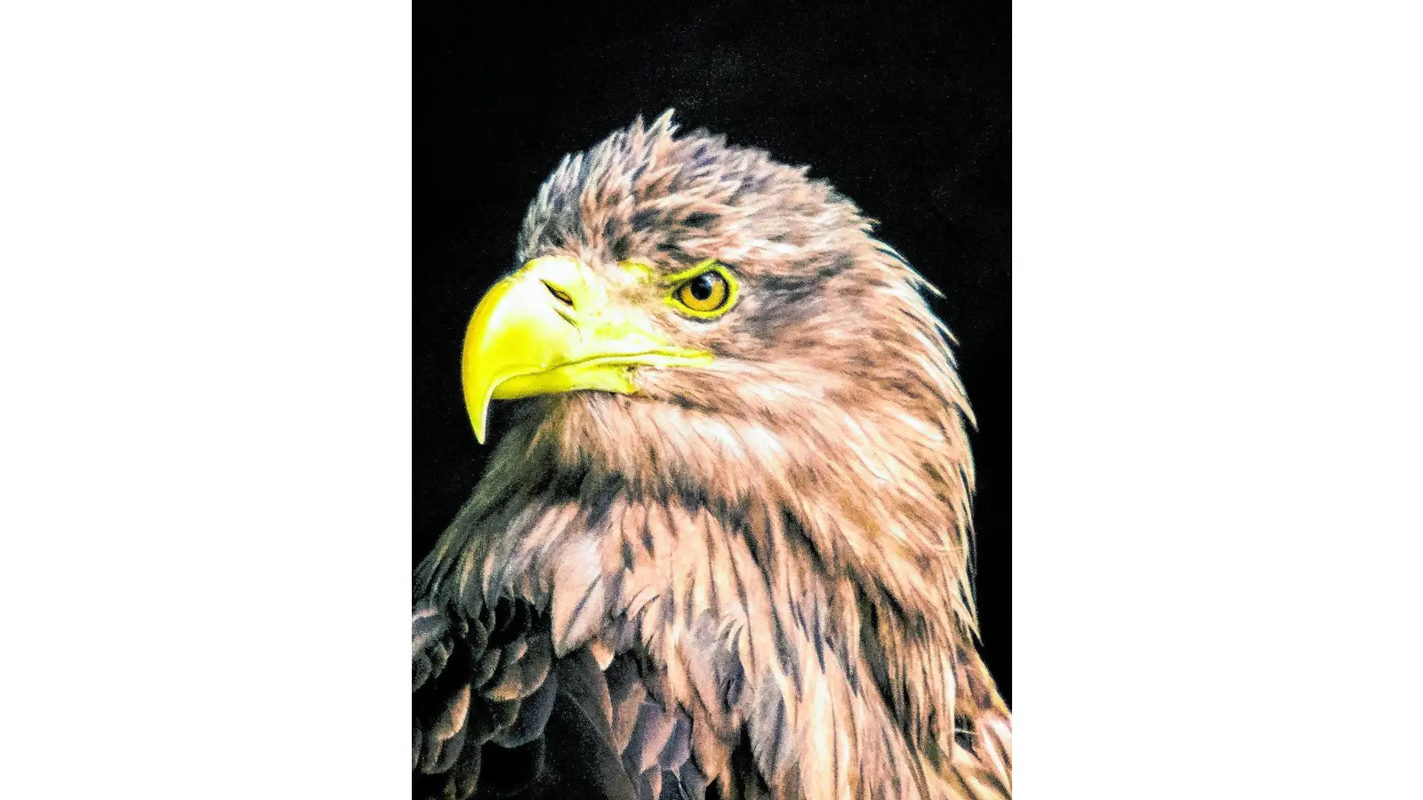 OLYMPUS DIGITAL CAMERA (Foto: red)